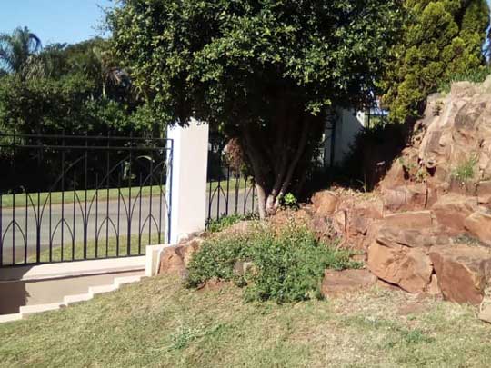 the_gardenman-Removal-of-some-trees-and-replanting-some-plants