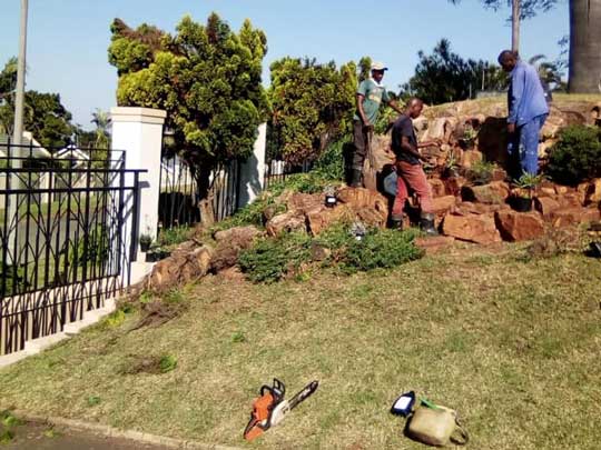 the_gardenman-Removal-of-some-trees-and-replanting-some-plants