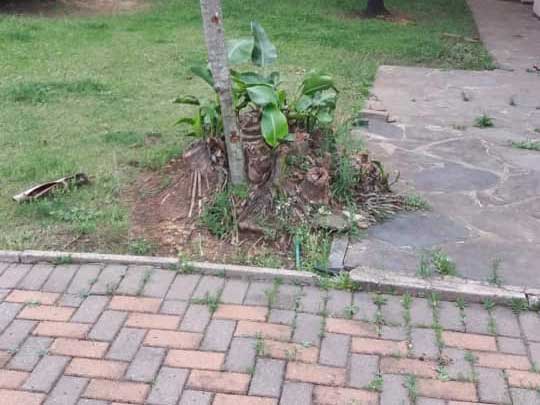 the_gardenman-cutting and grooming