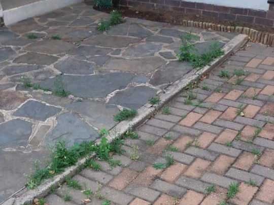 the_gardenman-cutting and grooming