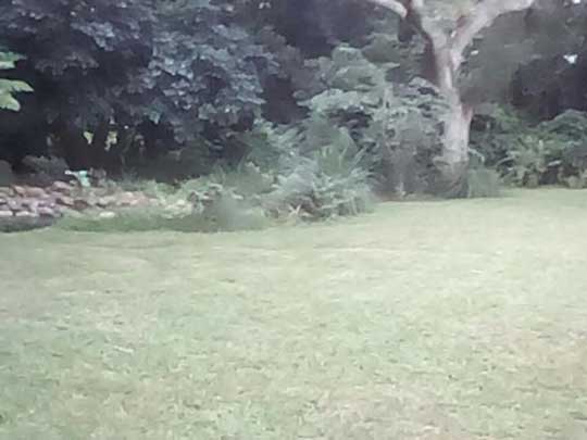 the_gardenman-weekly-cleanup