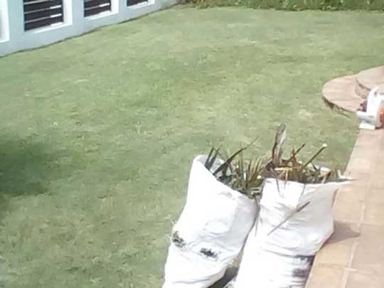 the_gardenman-weekly-cleanup